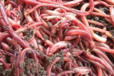 红蚯蚓的优点，用来钓鱼非常适合