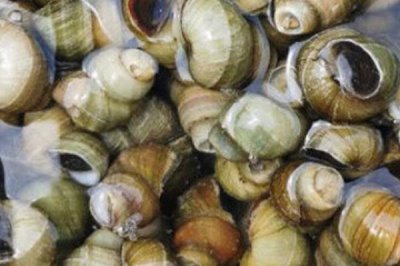 田螺吃什么,一般以水生植物、藻类、细菌为食