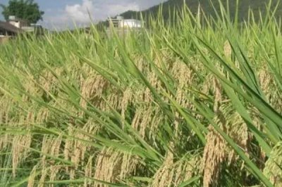 荃优1606产量和抗倒怎样，抗倒伏性较强且平均产量为660公斤/亩以上