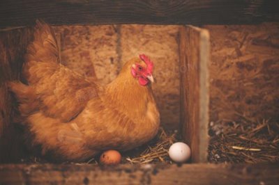 母鸡要公鸡受精才能下蛋吗,无需公鸡受精也能下蛋