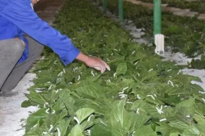 蚕的养殖方法,补催青时需要避免日晒