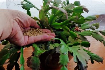 蟹爪兰叶子发黄的原因及处理方法，可能是浇水过多或阳光直射导致的