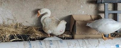 鹅什么时候开始产蛋，一般达到5-10月龄才具备下蛋能力