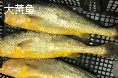 大黄鱼的主产地，渤海、黄海和东海是主要产区