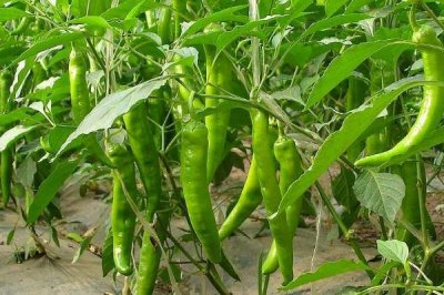辣椒用什么土种，选择微酸性或中性土种为佳
