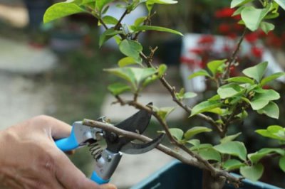 三角梅冬季什么时候修剪，在每年的十一月份进行