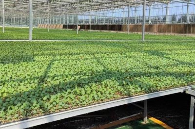 乌塌菜的种植方法,幼苗生长出6-7叶开始移栽