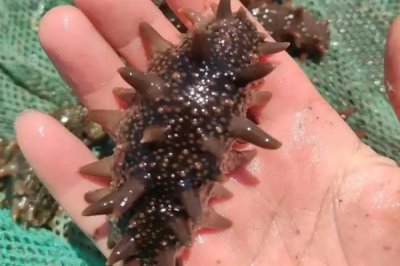 海参的养殖注意事项,要勤换水