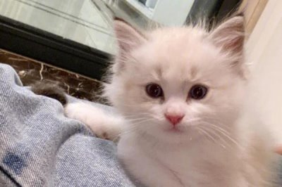 怎么治疗猫咪脂肪肝，可适当补液和补充钾元素