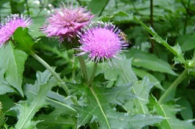 农村挣钱快的创业项目,这几个近年来发展的不错