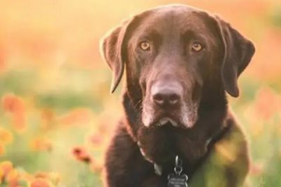 狗狗糖尿病的控制方法,需定期血量血糖并注射胰岛素等