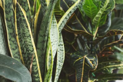 金边虎尾兰怎么养,养殖期间让它时常接触阳光