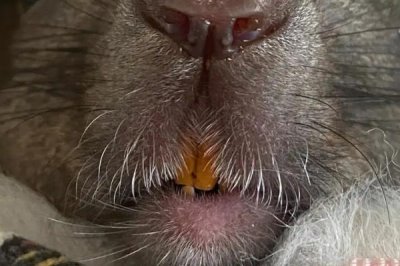 怎么养魔王松鼠,不宜食用肉蛋类食物