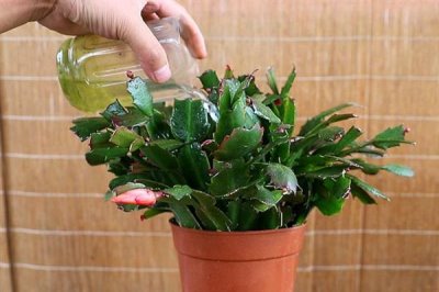 蟹爪兰的打顶方式，夏季过后进行打顶