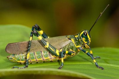 蝗虫能不能吃,天津人最爱吃油炸蝗虫