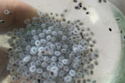 萘乙酸的作用，可以起到疏果、促进生根、防落果等效果