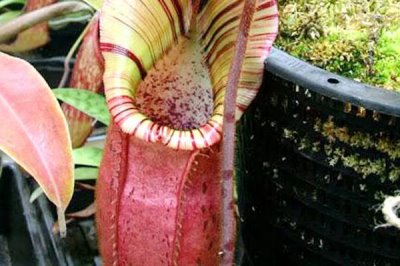 倒心形叶子植物有哪些，常见的有四叶草、心叶桉、心叶球兰等