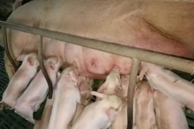 母猪难产如何处理,可驱赶助产