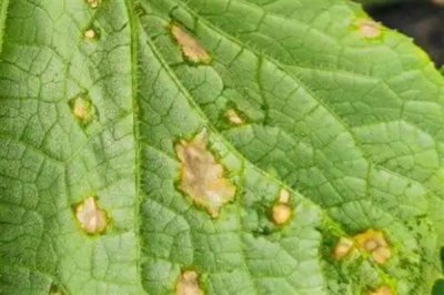 黄瓜生理病害有哪些，易造成节间长、易倒伏等