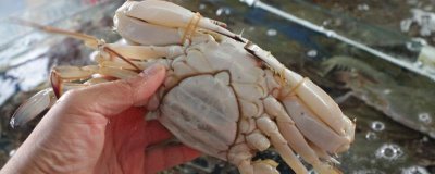 如何挑选蟹黄多的母蟹,鲜活、体重、肚脐饱满的母蟹品质更好