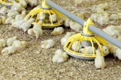 发酵床养鸡技术,鸡棚根据养殖需求来建设