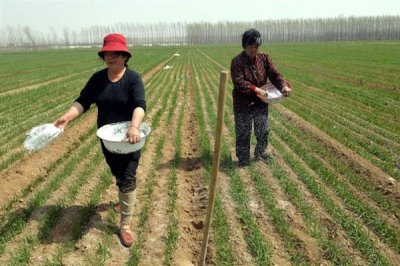小麦后期喷什么微肥能增产增重,可以喷锌肥、硼肥、铁肥等