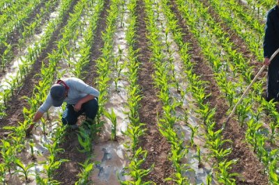 玉米的种植时间，春玉米在4月下旬-5月上旬播种