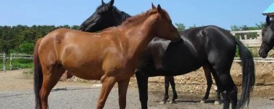 怎么养马,幼驹每天要饲喂3-4次