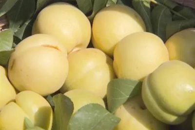 香白杏的价格,一斤需要1.5-5元左右