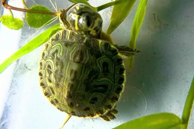 巴西黄耳龟怎么养，水温保持在20-30℃之间为佳