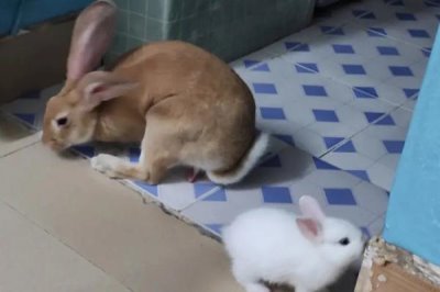 让兔子乖乖回笼的好办法,需要从小开始训练