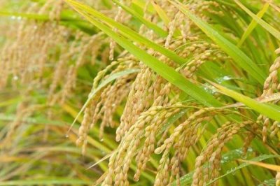 中国海水稻的种植面积，2024年年底已突破100万亩