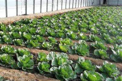 夏季怎么种植甘蓝,深翻土壤后可进行条播或撒播