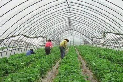 温室蔬菜冬季施肥注意事项,谨记以下十不宜