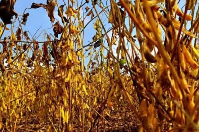 小粒黄豆的栽培技术,播种前要晾晒好种子