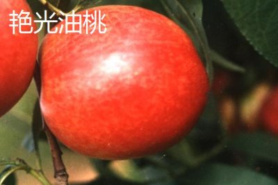 好吃的油桃品种,世纪之星果肉金黄、口感清脆甜美