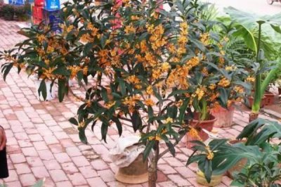 盆栽丹桂的养殖方法,抽梢时可施1-2次氮肥