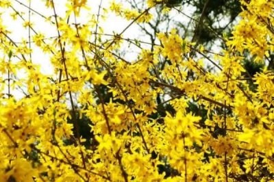 怎么防治迎春花的病害,需根据实际病情采取对应措施