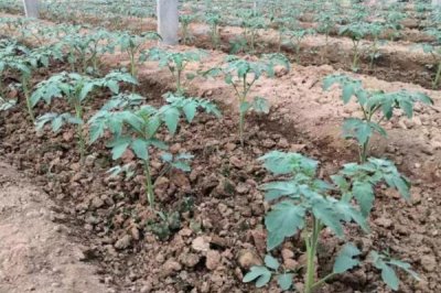 番茄的种植方法,苗期不可追肥