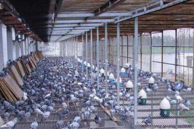 鸽子避光法的意思,是指人为减少光照强度