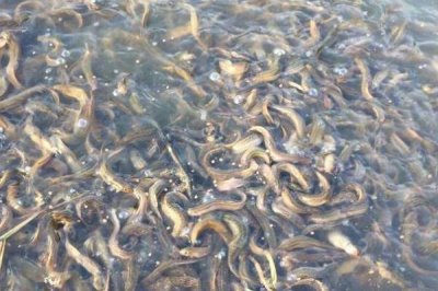 优质泥鳅品种,真泥鳅最为常见