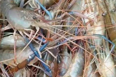 草虾的养殖技术,可在晴天上午投放草虾苗