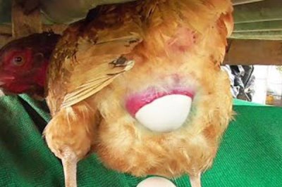 母鸡要公鸡受精才能下蛋吗,无需公鸡受精也能下蛋