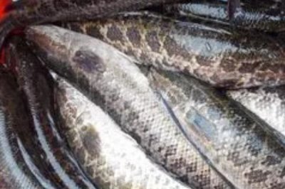野生黑鱼和养殖黑鱼的区别,外表及口感均不同