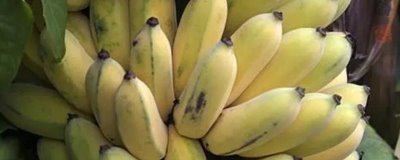 香蕉的产地,原产地是东南亚