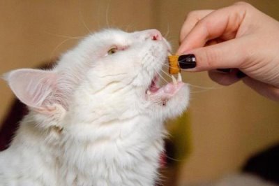 提倡在室内养猫的原因,可以避免交通事故和感染传染病等