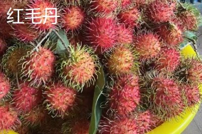 荔枝喜欢阳光吗,荔枝树生长期需要长时间的阳光照射