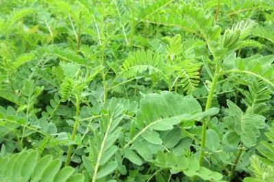 黄芪的管理方法,幼苗期至少要间苗2次