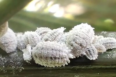 花卉出现白色虫子如何处理,剪除受害部位再喷施对应药物
