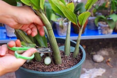 金钱树开花后如何处理,首先要对其进行修剪的工作
